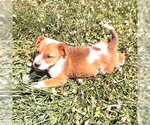 Small #1 Mutt