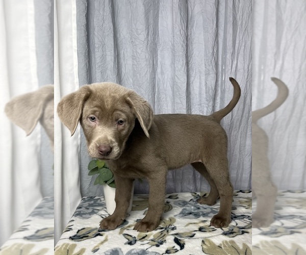 Medium Photo #9 Labrador Retriever Puppy For Sale in GREENWOOD, IN, USA