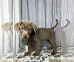 Small Photo #9 Labrador Retriever Puppy For Sale in GREENWOOD, IN, USA