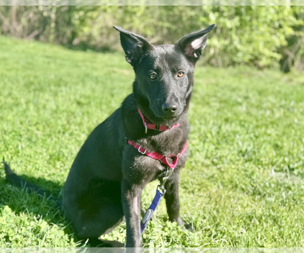 Medium Photo #6 Mutt Puppy For Sale in Candler, NC, USA