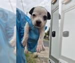 Small Rottweiler Mix