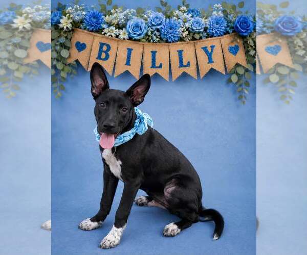 Medium Photo #2 Australian Kelpie-Unknown Mix Puppy For Sale in Shillington, PA, USA