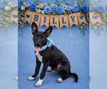 Small #1 Australian Kelpie Mix