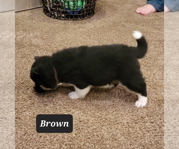 Medium Photo #4 Shiba Inu Puppy For Sale in BERESFORD, SD, USA