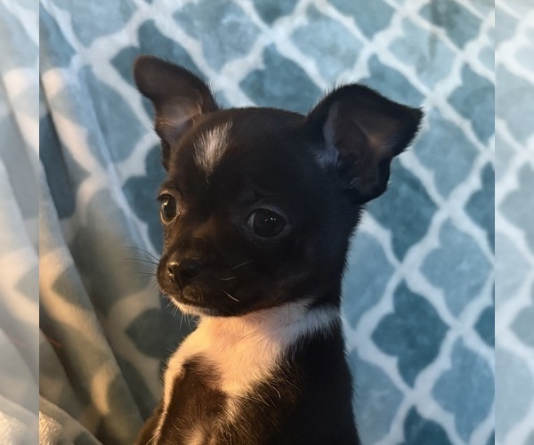 Medium Photo #1 Chihuahua Puppy For Sale in EAU CLAIRE, WI, USA