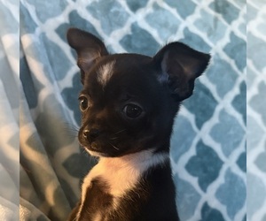 Chihuahua Puppy for sale in EAU CLAIRE, WI, USA