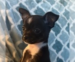 Small Chihuahua
