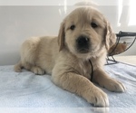 Small Photo #3 Golden Retriever Puppy For Sale in GOSHEN, IN, USA