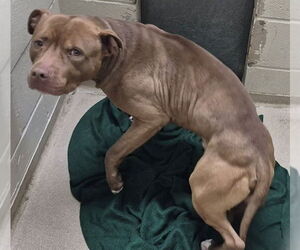 Mutt Dogs for adoption in Decatur, IL, USA