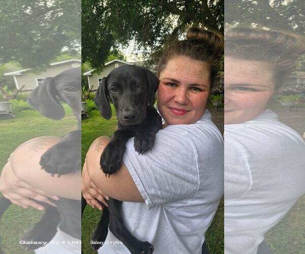 Medium Photo #4 Labrador Retriever-Unknown Mix Puppy For Sale in Oakhurst, NJ, USA