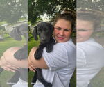 Small #3 Labrador Retriever Mix