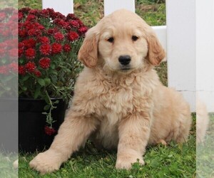 Golden Retriever Puppy for sale in FREDERICKSBURG, OH, USA