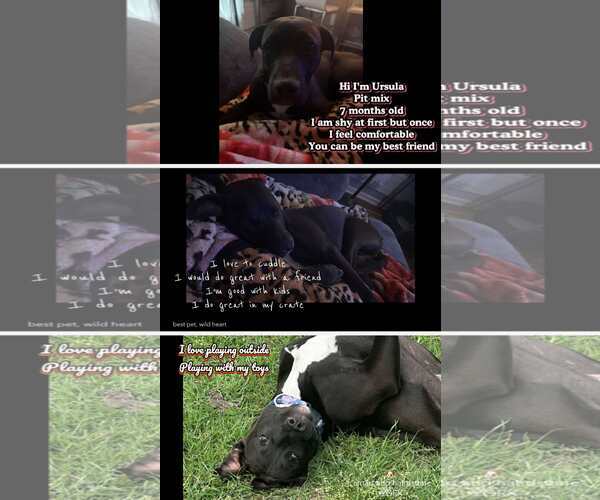 Medium Photo #5 Mutt Puppy For Sale in Jacksonville, NC, USA