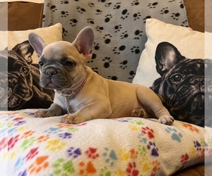 French Bulldog Puppy for sale in PLAINFIELD, WI, USA