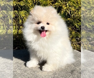 Pomeranian Puppy for sale in EMPIRE STATE, NY, USA