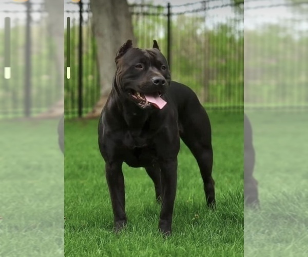 Medium Photo #1 American Bully Puppy For Sale in COON RAPIDS, MN, USA