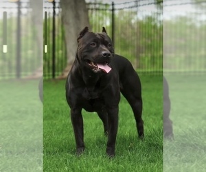 Mother of the American Bully puppies born on 07/24/2023