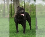 Small Photo #1 American Bully Puppy For Sale in COON RAPIDS, MN, USA