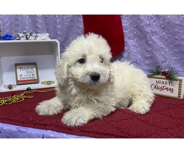 Medium Photo #1 Poodle (Miniature)-Unknown Mix Puppy For Sale in DRY RUN, PA, USA