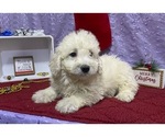 Small Photo #1 Poodle (Miniature)-Unknown Mix Puppy For Sale in DRY RUN, PA, USA