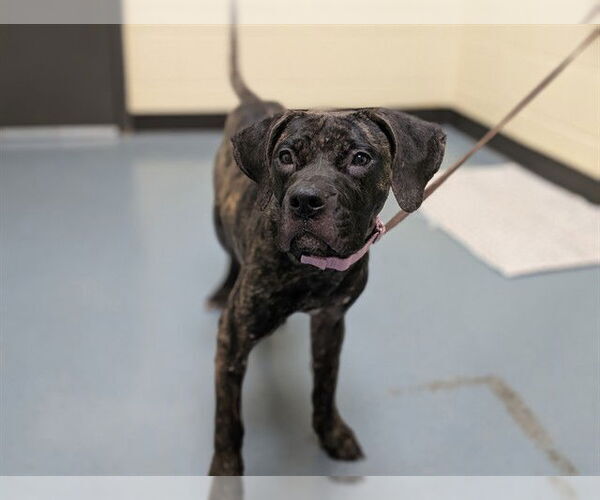 Medium Photo #1 American Pit Bull Terrier-Unknown Mix Puppy For Sale in Denver, CO, USA