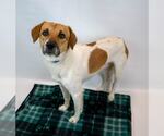 Small #3 Retriever  Mix
