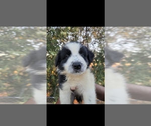 Australian Shepherd-Great Pyrenees Mix Puppy for sale in ANZA, CA, USA