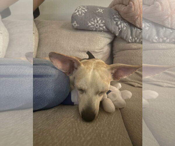 Medium Photo #3 Chihuahua-Unknown Mix Puppy For Sale in Aurora, CO, USA