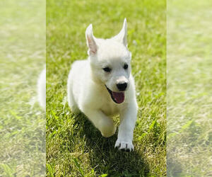 German Shepherd Dog Puppy for sale in CARDINGTON, OH, USA
