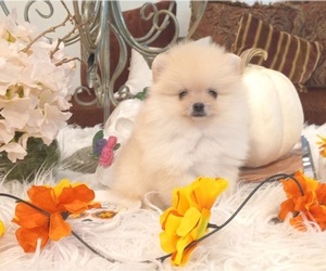 Pomeranian Puppy for sale in BEVERLY HILLS, CA, USA