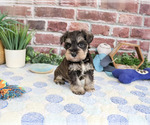 Small #5 Schnauzer (Miniature)