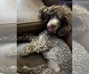 Mother of the Poodle (Toy) puppies born on 06/13/2025