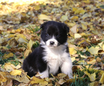 Puppy Mochi Australian Shepherd