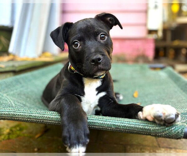 Medium Photo #2 American Staffordshire Terrier-Unknown Mix Puppy For Sale in Raleigh, NC, USA