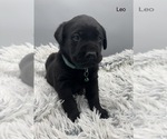 Small #5 Labrador Retriever