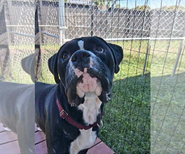 Medium Photo #1 Boxer Puppy For Sale in Dumont, NJ, USA