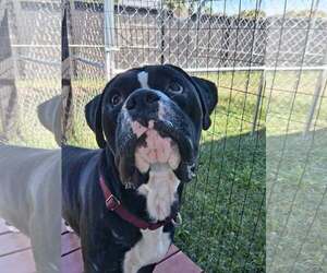 Boxer Dogs for adoption in Dumont, NJ, USA