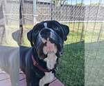 Cincy - Bolivia - Male Boxer Dog for Adoption - Small photo