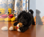 BichPoo puppies - Male Bichpoo Puppy for Sale - Photo #15