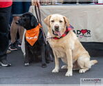 Small #2 Labrador Retriever