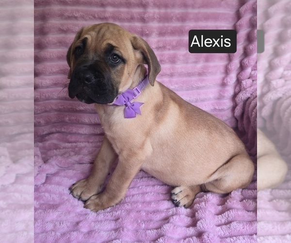 Medium Photo #7 Cane Corso Puppy For Sale in MINERAL WELLS, WV, USA