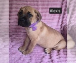 Small #6 Cane Corso