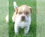 Small Photo #5 American Bulldog Puppy For Sale in SAINT CATHARINE, MO, USA