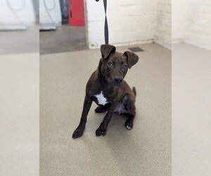 Labrador Retriever-Unknown Mix Dogs for adoption in San Bernardino, CA, USA