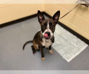 Plott Hound-Unknown Mix Dogs for adoption in Denver, CO, USA