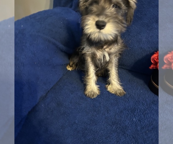 Medium Photo #38 Schnauzer (Miniature) Puppy For Sale in BRIDGETON, NJ, USA