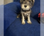 Small #37 Schnauzer (Miniature)