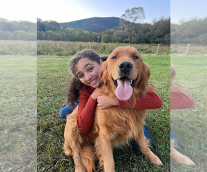 Father of the Golden Retriever puppies born on 03/22/2025