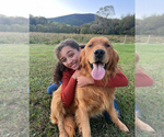 Small Photo #1 Golden Retriever Puppy For Sale in PATRICK SPGS, VA, USA