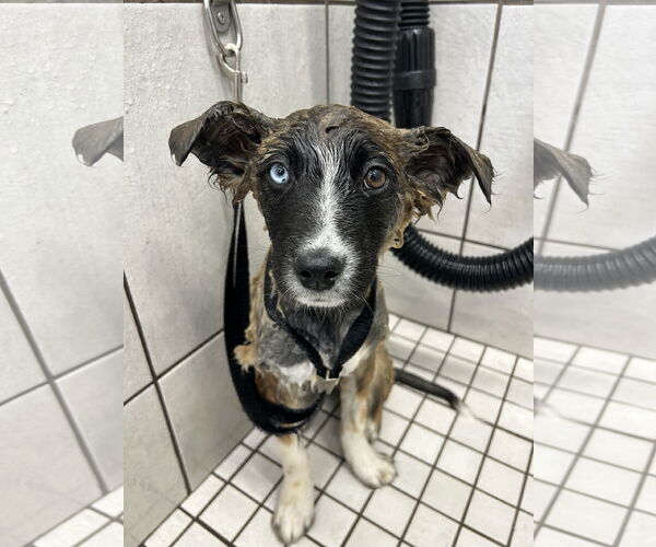 Medium Photo #3 Mutt Puppy For Sale in Sandy, UT, USA